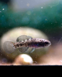 Pygmy Sunfish (Elassoma evergladei) - trio