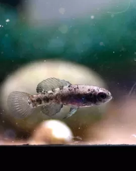 Pygmy Sunfish (Elassoma evergladei) - pair