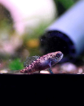 Pygmy Sunfish (Elassoma evergladei) - trio