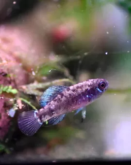 Pygmy Sunfish (Elassoma evergladei) - pair