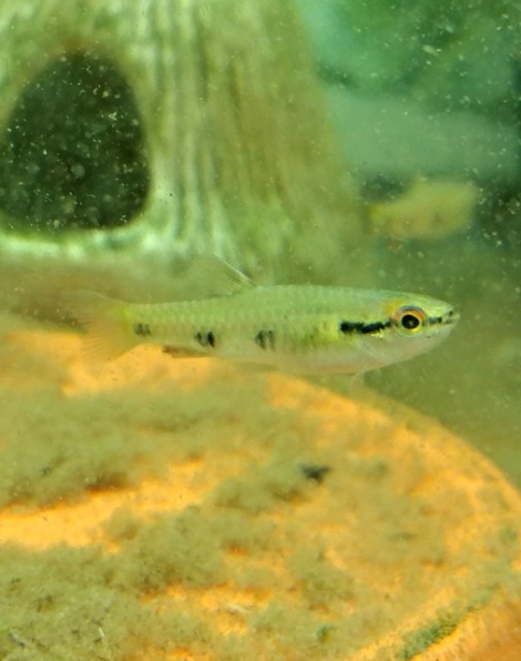 Pyrrhulina spilota