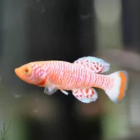 Bluefin Albino Notho (Nothobranchius rachovii)