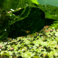 Raccoon Tiger Shrimp