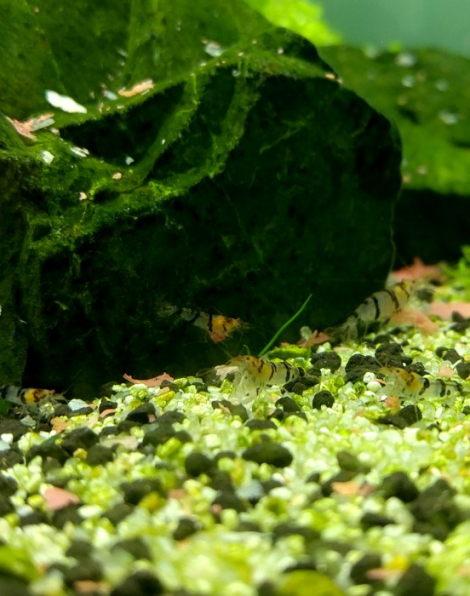 Raccoon Tiger Shrimp