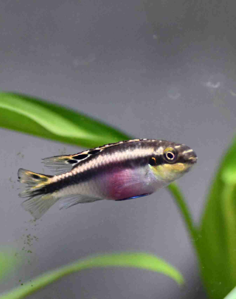 Rainbow Krib (Pelvicachromis pulcher)