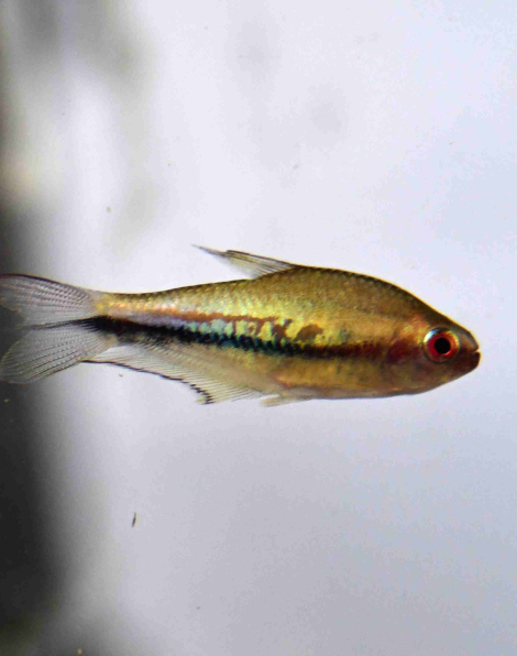 Rainbow Tetra (Nematobrycon lacortei)