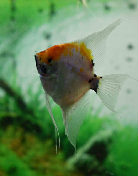 Red Devil Angelfish Large