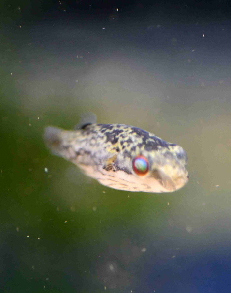 Red Eye Puffer (Carinotetraodon irrubesco)