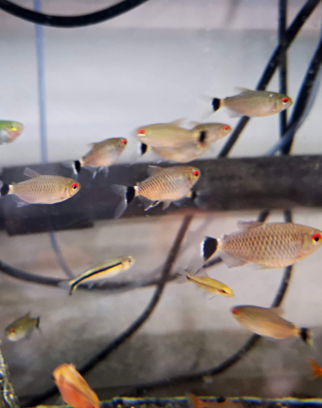 Red Eye Tetra (Moenkhausia sanctaefilomenae)