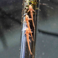 Red Lizard Whiptail (Rineloricaria) L010a