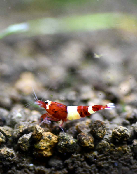 Red Panda Shrimp