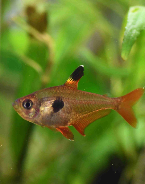 Red Phantom Tetra (Megalamphodus sweglesi)