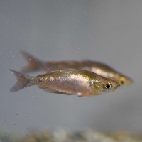 Red Rainbowfish (Glossolepis incisus)