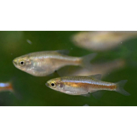 Red Dwarf Rasbora (Microrasbora rubescens)