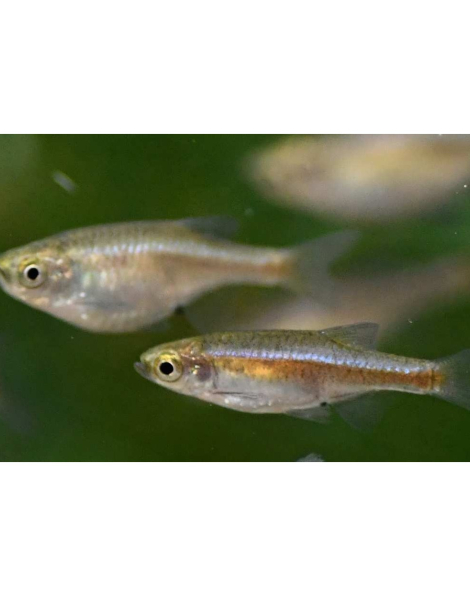 Red Dwarf Rasbora (Microrasbora rubescens)