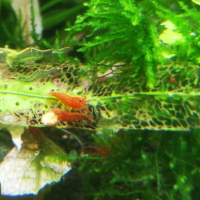 High-Grade Sakura Shrimp