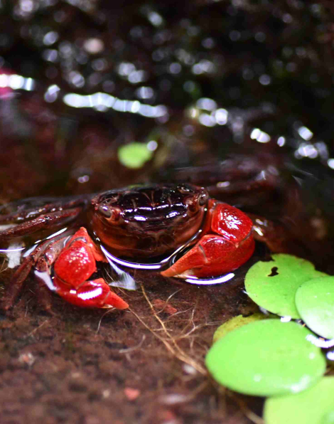 Red Thai Crab (Pseudosesarma moeschi)
