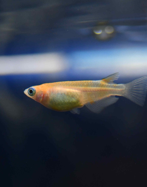 Red and White Ricefish (Oryzia latipes)