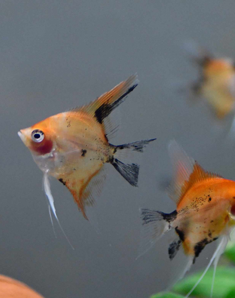 Red Devil Angelfish - Medium