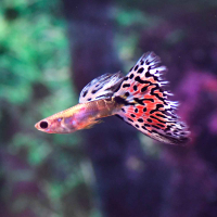 Red Grass Multi Guppy - Male
