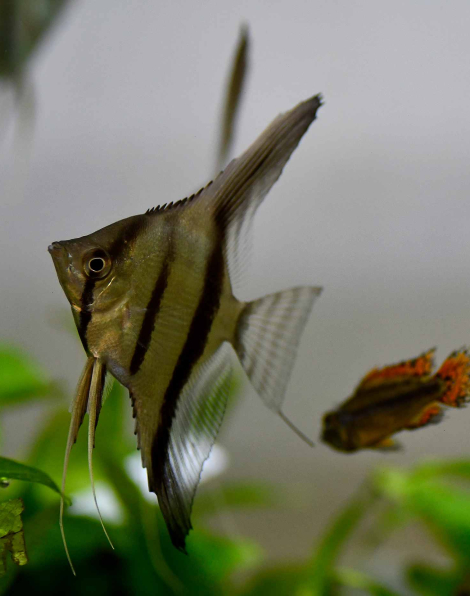 Pterophyllum scalare Manacapuru Red Back