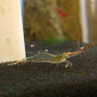 Red Nose Shrimp (Caridina gracilirostris)
