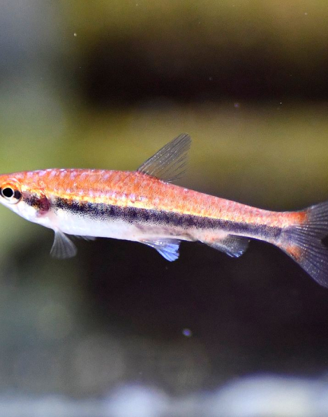 Golden Pencilfish Red (Nannostomus beckfordi)