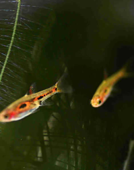 Rasbora sp. 'Red'