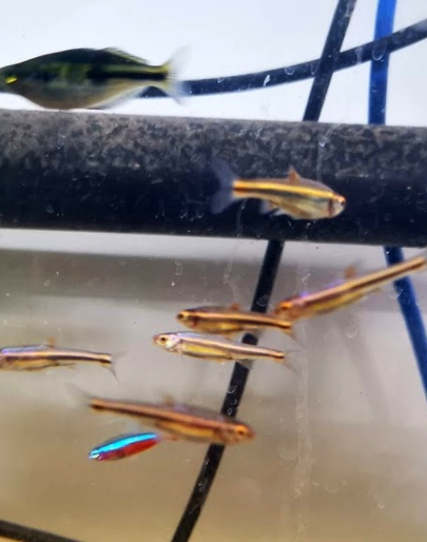 Rainbow Shiner (Notropis chrosomus)
