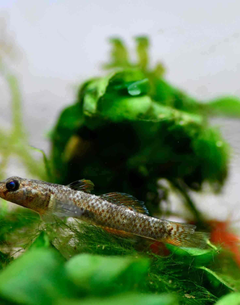 Red Spotted Goby (Rhinogobius rubromaculatus)