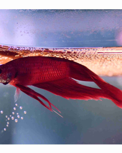 Red Betta - Male