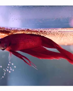 Red Betta - Male