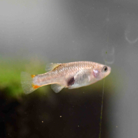 Redtailed Goodeid (Xenotoca eiseni)