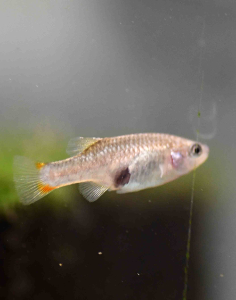 Redtailed Goodeid (Xenotoca eiseni)