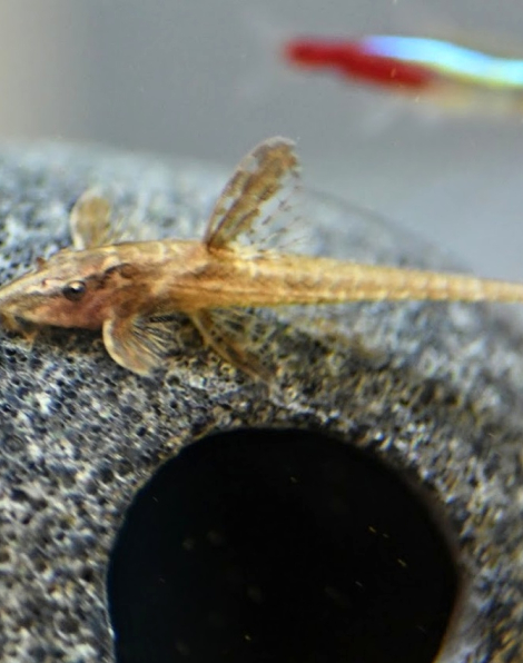Whiptail catfish (Rineloricaria lanceolata)