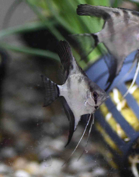 Rio Xingu Angelfish