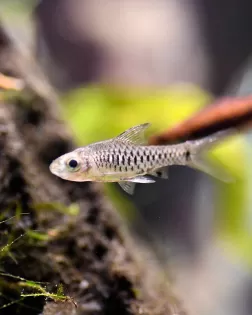 Roloff's Pygmy Barb (Oreichthys parvus)