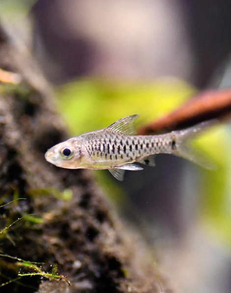 Roloff's Pygmy Barb (Oreichthys parvus)