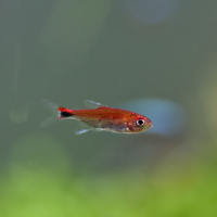 Ruby Tetra (Axelrodia riesei)