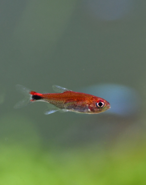 Ruby Tetra (Axelrodia riesei)