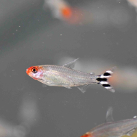 Rummy Nose Tetra (Hemigrammus rhodostomus)