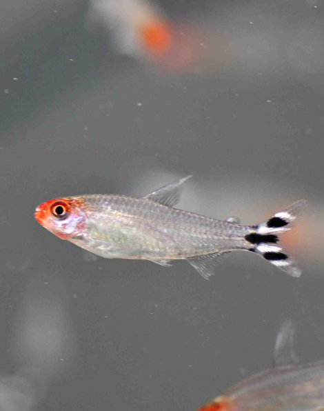 Rummy Nose Tetra (Hemigrammus rhodostomus)
