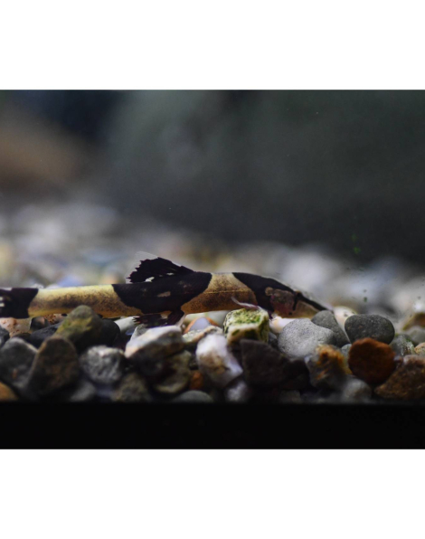 Saddle-back Loach (Homaloptera orthogoniata)