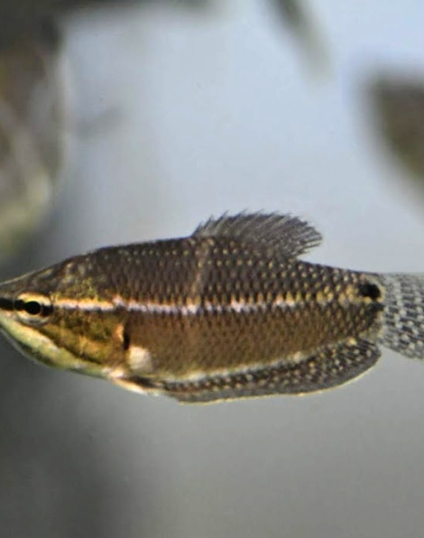 Samurai Gourami (Sphaerichthys vaillanti)