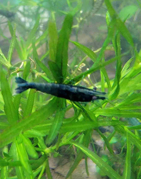 Sapphire Shrimp