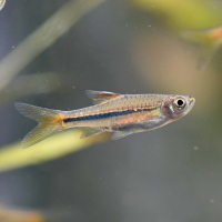 Sarawak Rasbora (Rasbora sarawakensis)