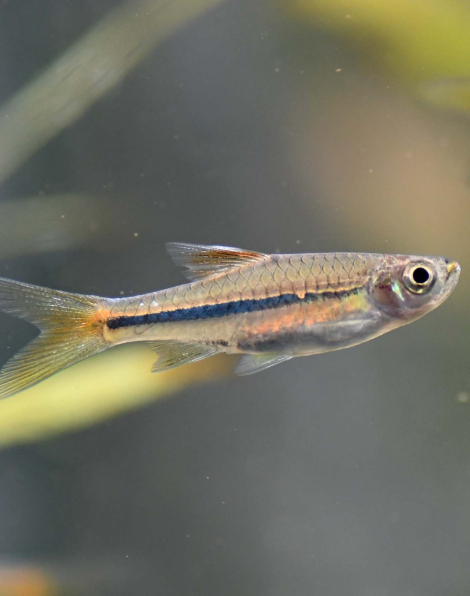 Sarawak Rasbora (Rasbora sarawakensis)