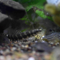 Serpent Loach (Serpenticobitis octozona)
