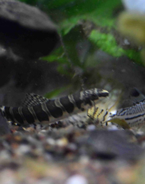 Serpent Loach (Serpenticobitis octozona)