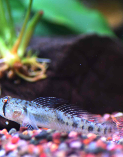Sharptail Goby (Oligolepis acutipennis)